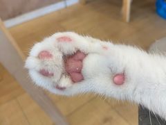 -Let's go狗咖·猫咖·奶狗·桌游(春熙路IFS店)