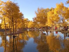 -金塔沙漠胡杨林景区