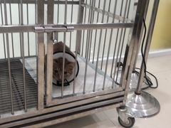 -福懋动物医院·犬猫全科·外科·重症科(杏林分院)