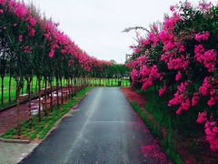 -武汉紫薇都市田园