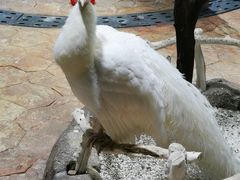 -海合安青岛极地海洋公园