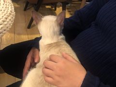 -Cappucimeow猫咪咖啡馆(韦伯时代店)