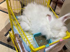 -猫色咖啡·猫咖
