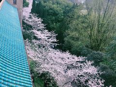 -武汉大学-樱园