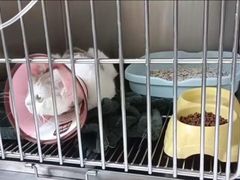 -嘉馨宠物医院·CT影像转诊·心脏科·犬猫全科诊疗中心(下沙大学城院区)