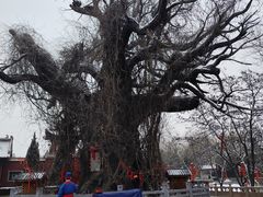 -大槐树寻根祭祖园