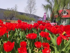 -洛阳郁金香牡丹园