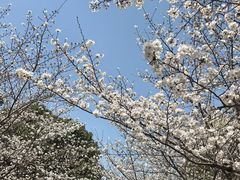 -高东镇樱花园