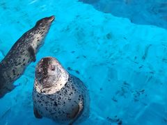 -海合安武汉极地海洋公园