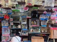 -溪岸路花鸟市场