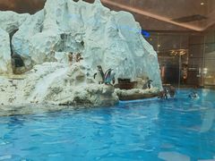 -帝企鹅自助餐厅•儿童岛•真企鹅(长隆企鹅酒店)