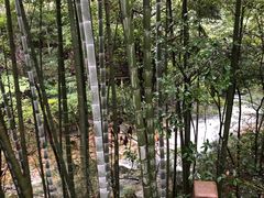 -祁门牯牛降观音堂风景区