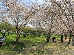 -苏州上方山国家森林公园