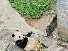 -都江堰中华大熊猫苑