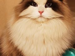 -纳吉亚猫专科动物医院·北北分院