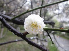 景点-瀛洲公园