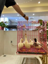 -Moni星球萌宠·小马宝莉·灵蛇·高端高阶全萌宠互动体验俱乐部(红豆国际广场店)