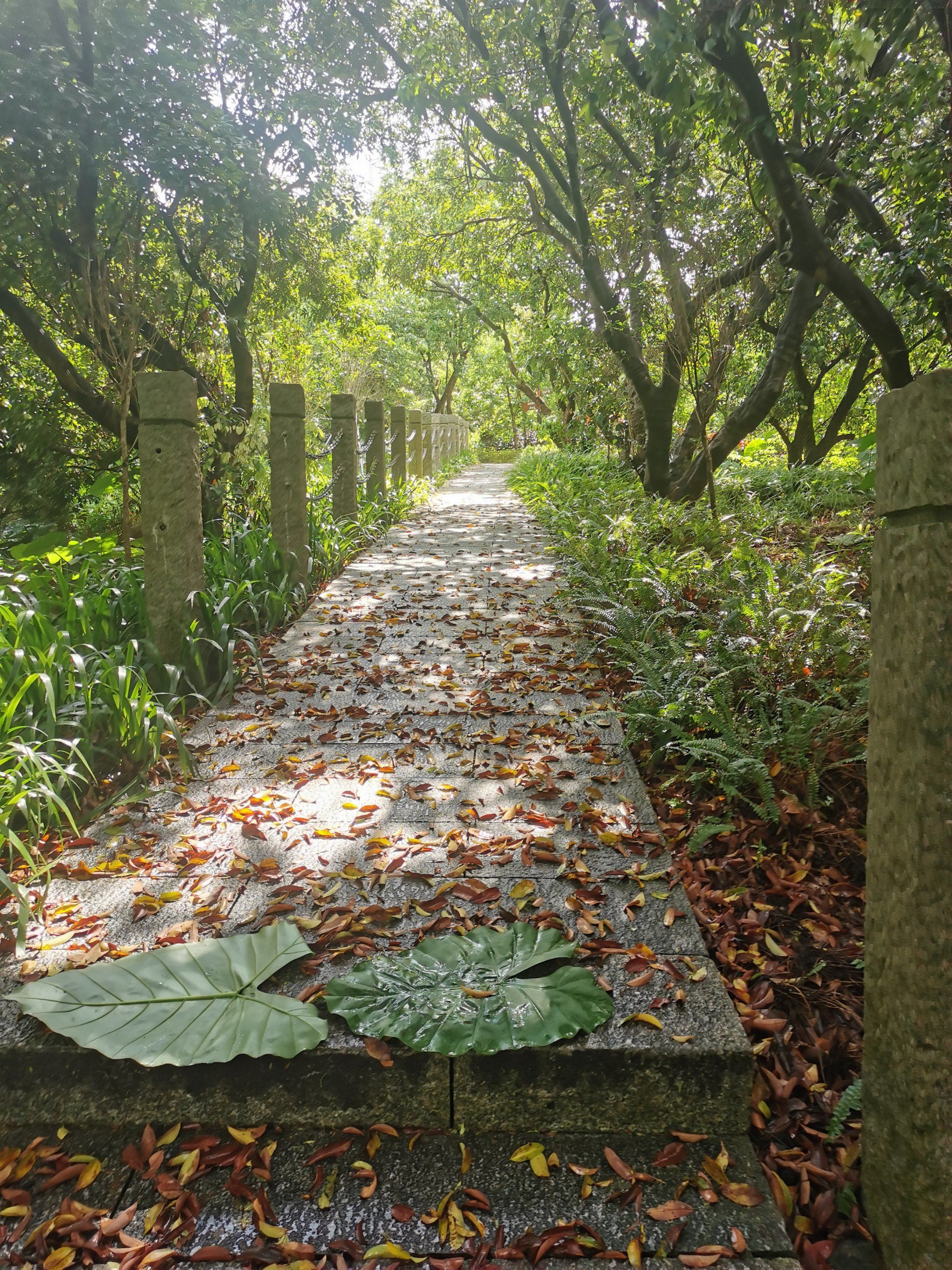 周末绿道行之塘朗山深云门至梅林山梅山苑段