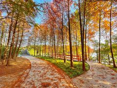 -上海海湾国家森林公园