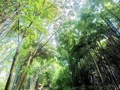 -望江楼公园