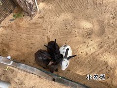 -三亚海棠湾万丽度假酒店