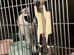 -伟伟宠物医院·瑞派猫友好医院·猫科(光谷店)