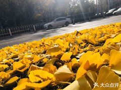 -三里屯东五街银杏大道