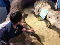 -悉尼海洋生物水族馆