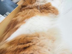 -喵园·猫主题咖啡厅·撸猫·猫咖(国贸店)