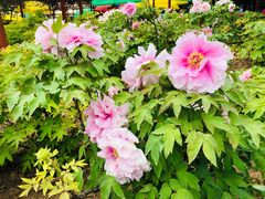 景点-洛阳国花园