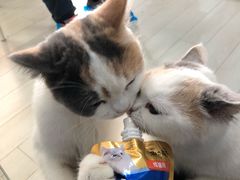 -喵的天空名猫咖啡馆·撸猫·猫舍·用品