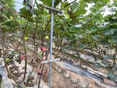 -银峰农庄·特色烧鸡·鲜无花果浸鸡