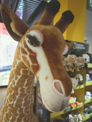 hi长颈鹿先生|国家地理经典影像大展