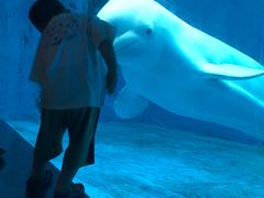 -芜湖新华联大白鲸海洋公园