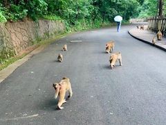 -黔灵山公园