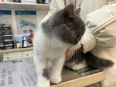 -玖佳宠物医院·泌尿·骨科·中老年病