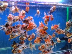 -华声天桥民俗文化园