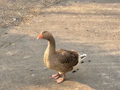 -小芝红树林