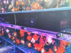 -青石桥花鸟鱼虫市场(叠翠城店)