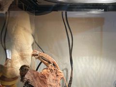 -酷以爬仙阁实体爬宠店·守宫·蜥蜴·专业繁育