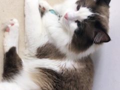 -猫在这儿猫咪咖啡馆·撸猫馆