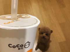 -CoCo都可(江宁托乐嘉店)