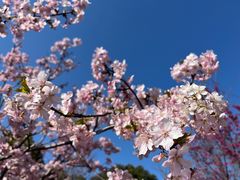 -顾村公园