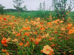 -广富林郊野公园