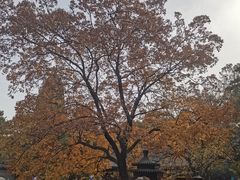 -老阿妈蒙古村·蒙古包·草原文化·歌舞表演(老君堂店)