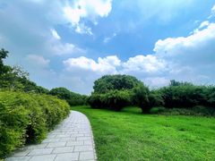 -上海共青森林公园