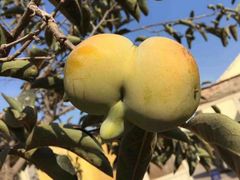 -蜜雪冰城(人民路丹尼斯店)