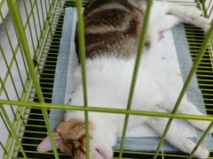 -瑞派罗医生宠物诊所(古镇分所)