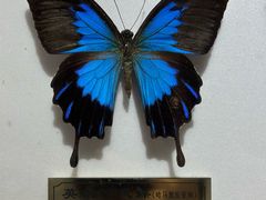 -上海昆虫博物馆