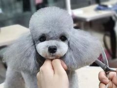 -鑫艺宠物美容培训学校